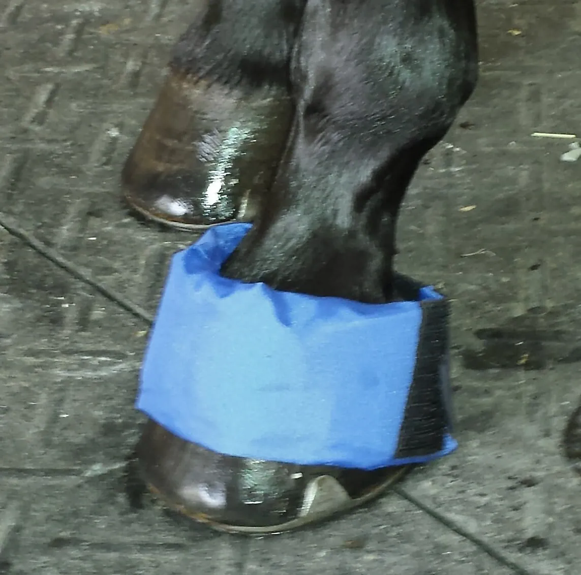 EZ Ice Hoof/Founder Pack for Horses
